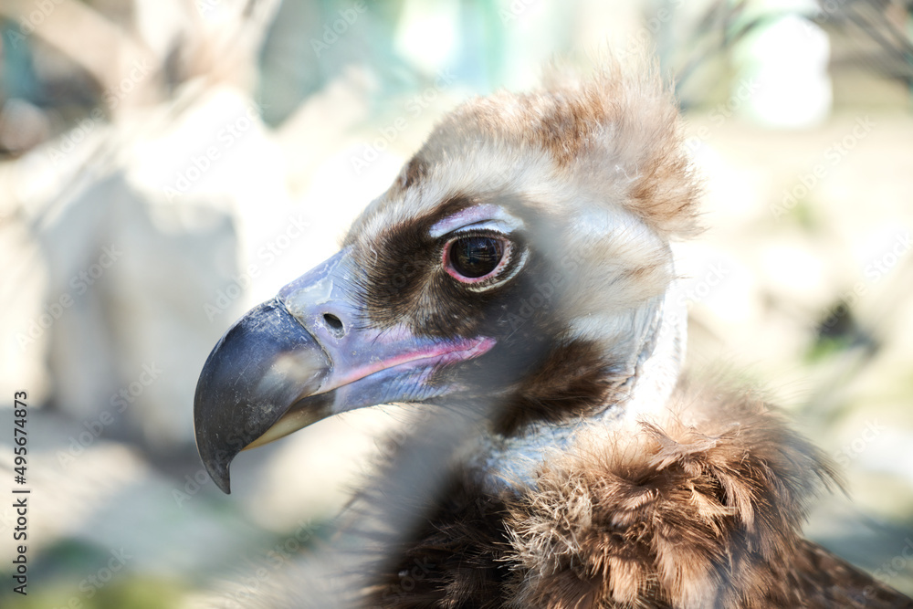 Vulture close-up in the reserve Krasnaya Polyana Vulture close-up in the reserve Krasnaya Polyana