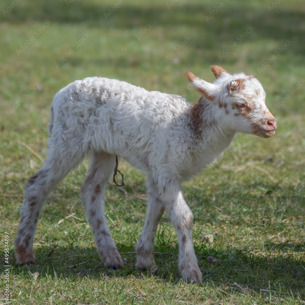 Fototapeta premium Newborn lamb on a sunny day in spring