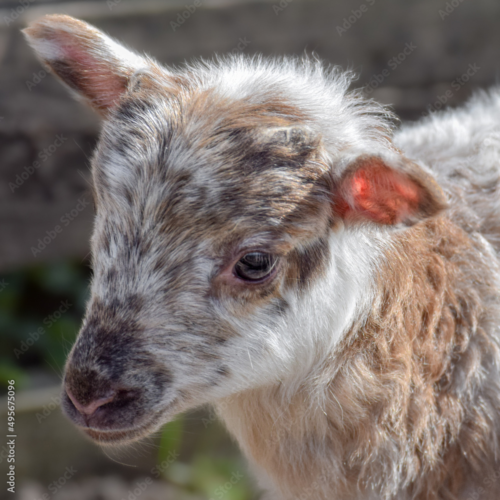 Fototapeta premium Newborn lamb on a sunny day in spring