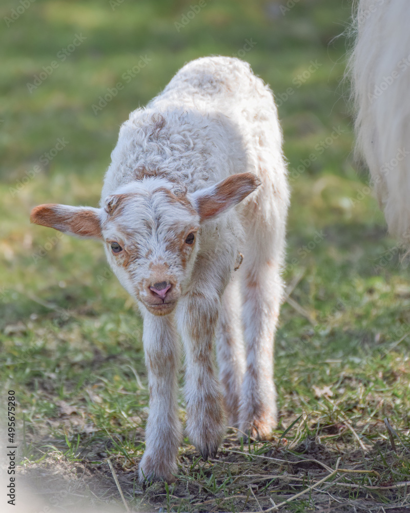 Fototapeta premium Newborn lamb on a sunny day in spring