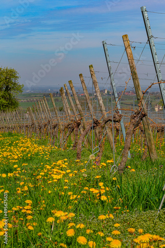 Weinberge Reben Knospen