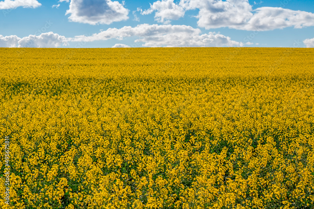 View of the beautiful yellow rape fields against the blue sky on a spring day.