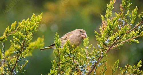 European greenfinch or Chloris chloris bird on the tree close up