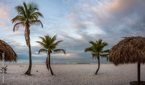 palm trees on the beach © Dirk