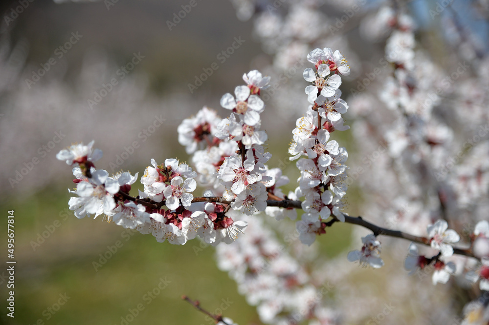 Wachau, Dürnstein, Marillen Blüte, Donau, Wasser, Frühling, Österreich, Kultur, Marillen Wachau, Dürnstein, Marillen Blüte, Donau, Wasser, Frühling, Österreich, Kultur, Marillen