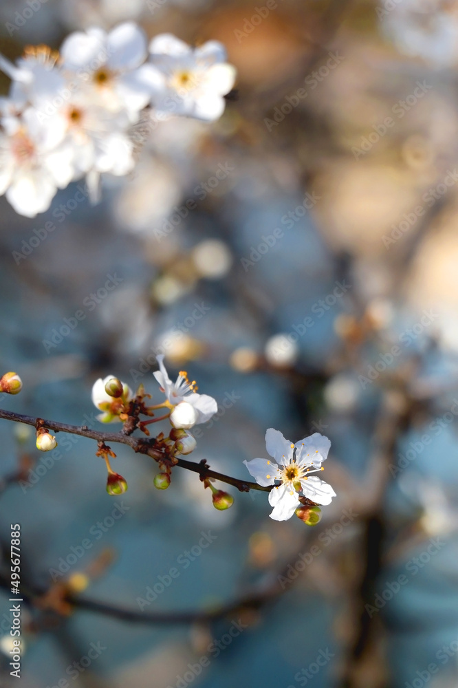 Spring blossoms on the tree. Selective focus. Spring blossoms on the tree. Selective focus.