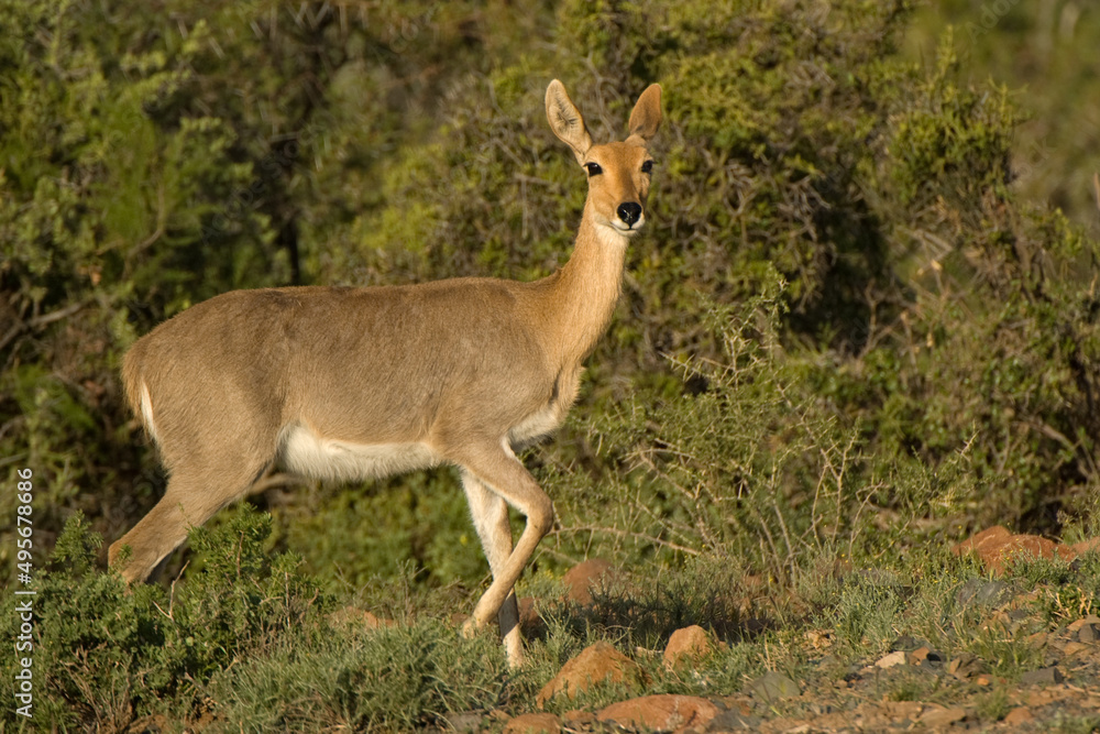 Fototapeta premium Mountain reedbuck