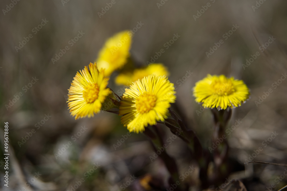Podbiał pospolity (Tussilago farfara L.) jest rośliną lecznicą oraz zwiastunem przedwiośnia Podbiał pospolity (Tussilago farfara L.) jest rośliną lecznicą oraz zwiastunem przedwiośnia
