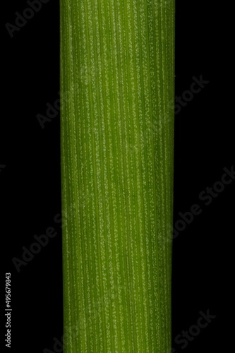 Soft Rush (Juncus effusus). Stem Closeup photo