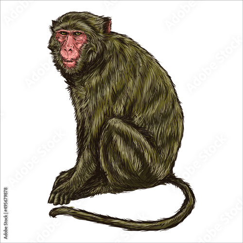 Vector antique engraving drawing illustration of monkey isolated on white background