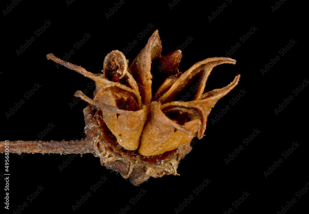 Fototapeta premium Japanese Spiraea (Spiraea japonica). Fruit Closeup