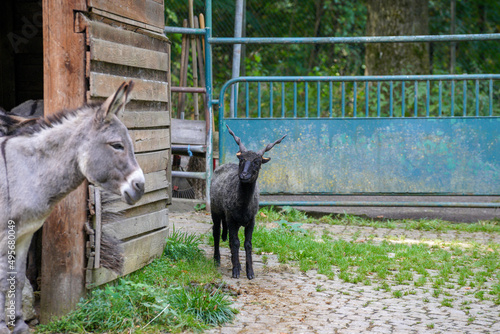 Photo Closeup shot of donkeys walking in the farm