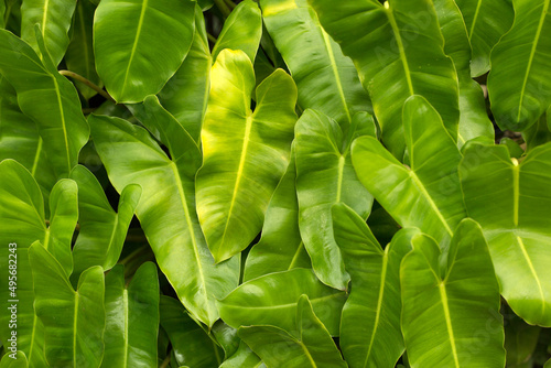 Green tropic big leaves background.