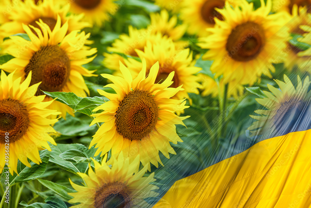 Fototapeta premium Flag of Ukraine - The Sunflower is the national flower of Ukraine.