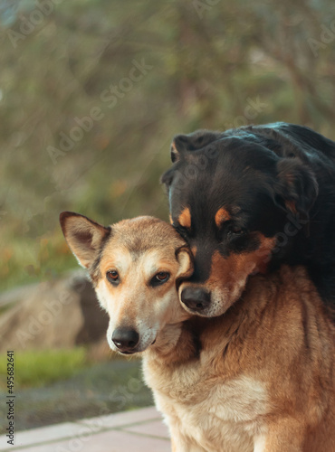 Vertical shot of two dogs hugging on a blurry background photo