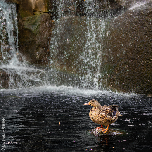 Wallpaper Mural Natural view of female mallard duck on a rock with waterfalls background