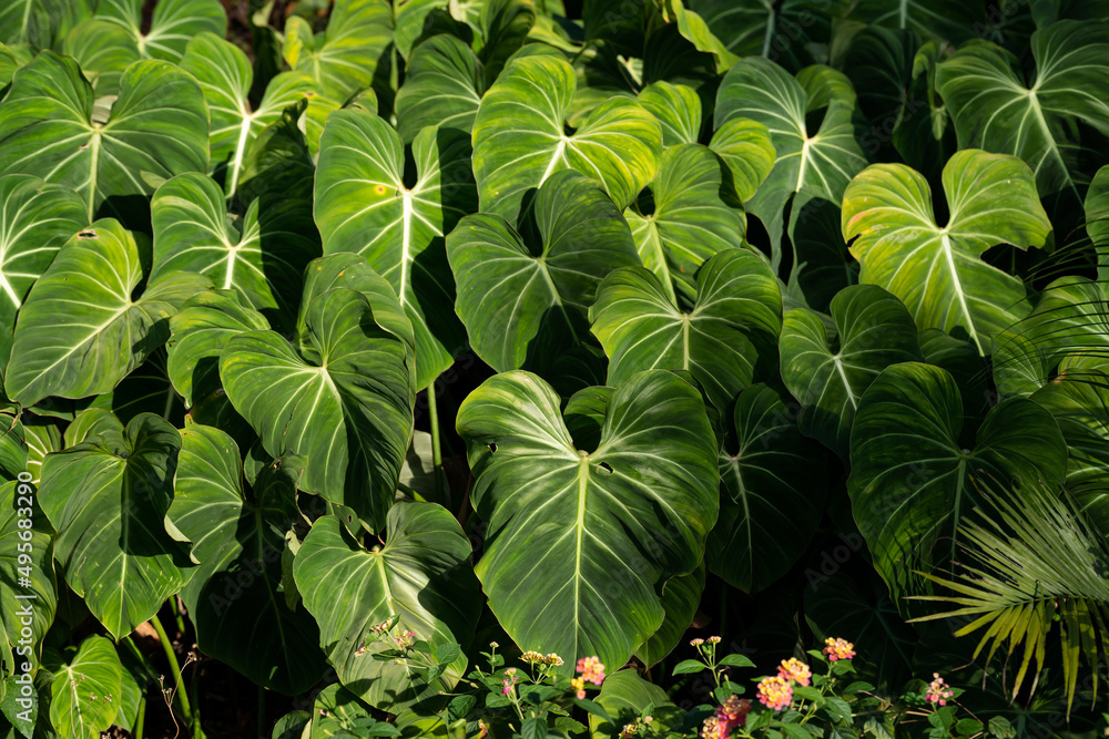 Philodendron Gloriosum growing wild in the rain forest. Green velvet, white vein,  heart shape, rainforest foliage, huge leaf. Suitable for indoor plant. .