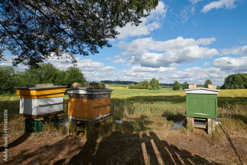 Pszczelarz wystawił wiosna pasiekę na skraj łąki i pola. Pszczoły zaczynają swoją pracę.