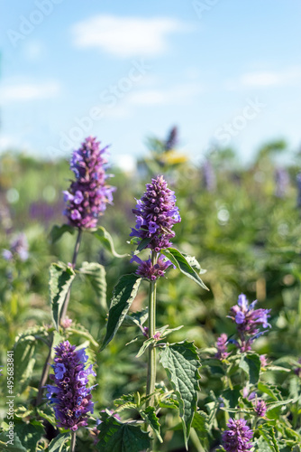 Blooming perennial blue flowers of Agastache mexicana 