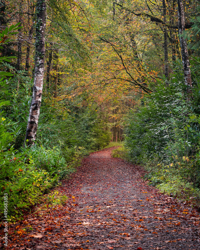 Fotografie Vertical shot of a trail through Lough Key Forest Park in Ireland