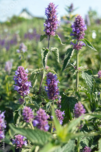 Blooming perennial blue flowers of Agastache mexicana 