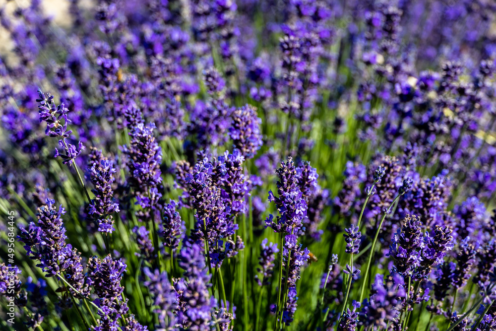 Obraz premium Lavender field in Sale Langhe San Giovanni, Cuneo, Italy. Sale San Giovanni, village in Piedmont, called Little Provence for the blooming