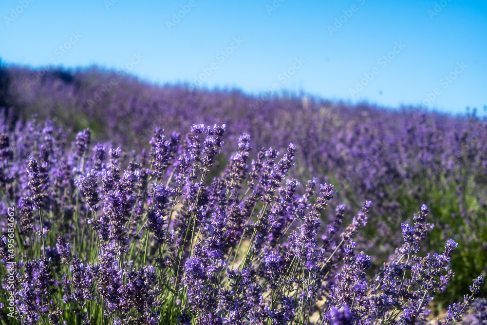 Obraz premium Lavender field in Sale Langhe San Giovanni, Cuneo, Italy. Sale San Giovanni, village in Piedmont, called Little Provence for the blooming