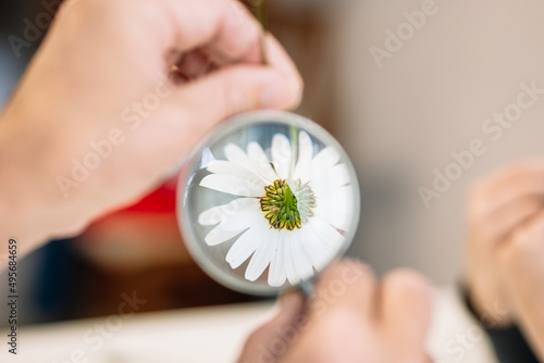 Anonymous person looking at chamomile through magnifying glass