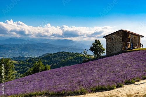 Fototapeta Naklejka Na Ścianę i Meble -  Lavender field with the maritime alps on background in Sale Langhe San Giovanni, Cuneo, Italy. Sale San Giovanni,village in Piedmont, called Little Provence for the blooming 