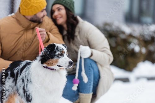 australian shepherd dog near blurred couple in winter.