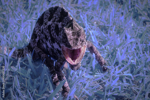 Memserizing shot of a chameleon in the grass photo