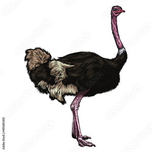Black and white isolated ostrich Vintage Illustration 