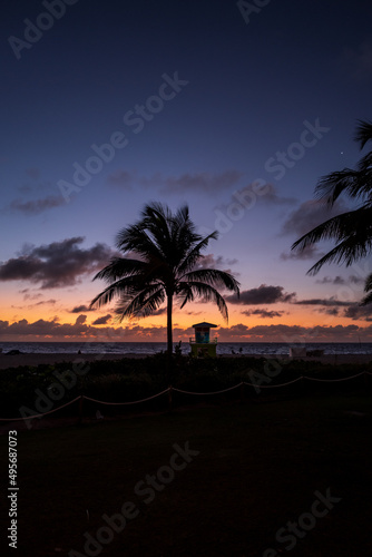 palm tree on sunrise