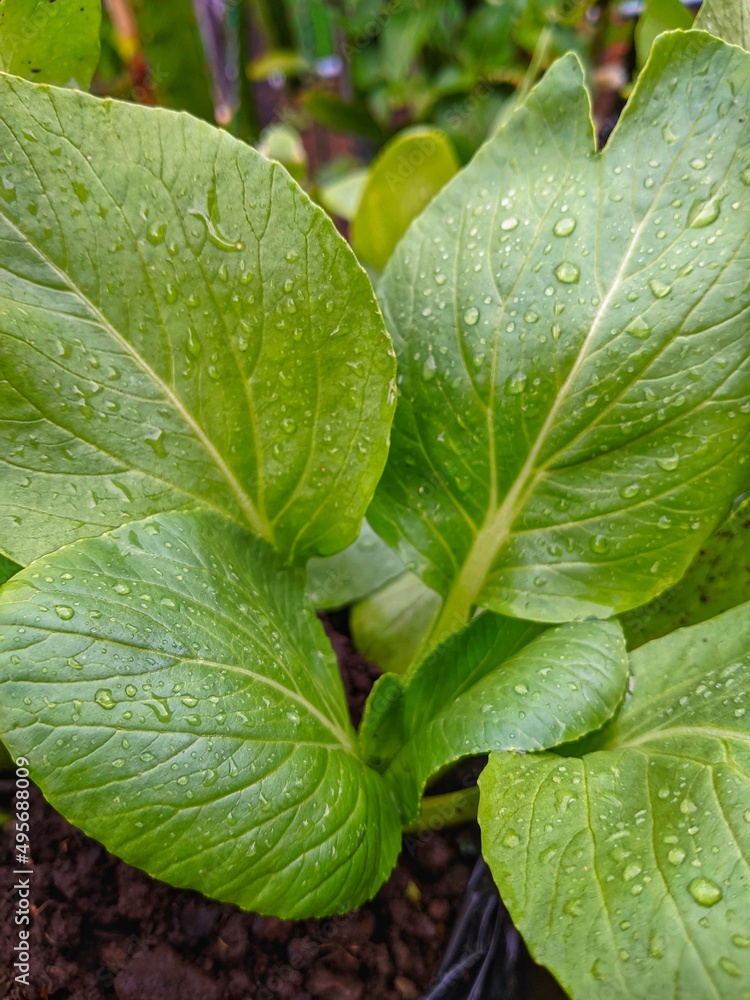 Bok choy, pak choi, pok choi is a type of Chinese cabbage, used as food