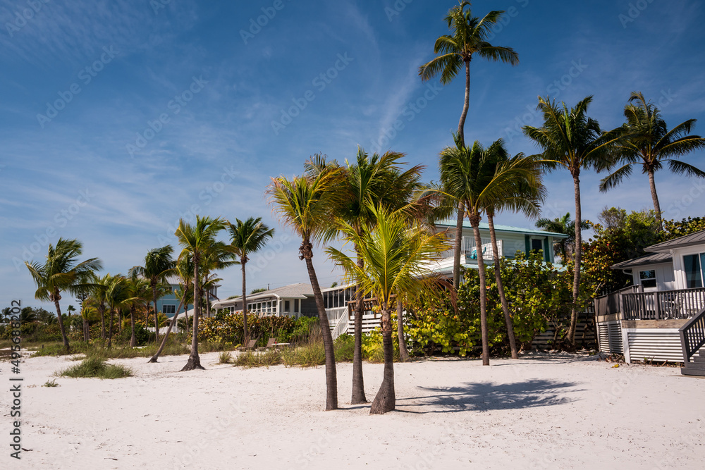 trees on the beach