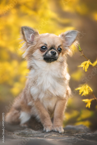 Warm close up photo of very cute orange puppy of long haired chihuahua standing by paws on a rock fence and looking front among tiny yellow flowers