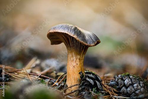 Closeup shot of Chroogomphus rutilus in a forest during the day photo