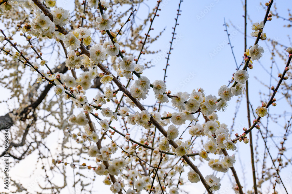 3月の水戸偕楽園 3月の水戸偕楽園