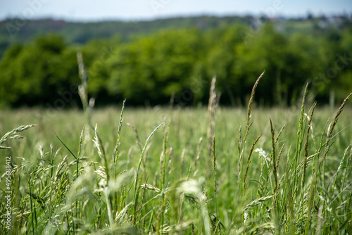 Closeup shot of a sweet vernal grass on the blurry background photo