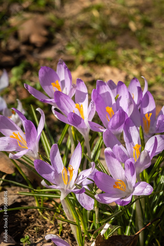 Saffron flowers in a field among dried leaves. Blur and selective focus.