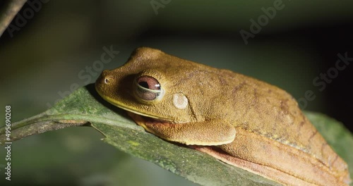 Tree frog of Osteocephalus genus on tropical rainforest leaf in Peru. Close up. photo