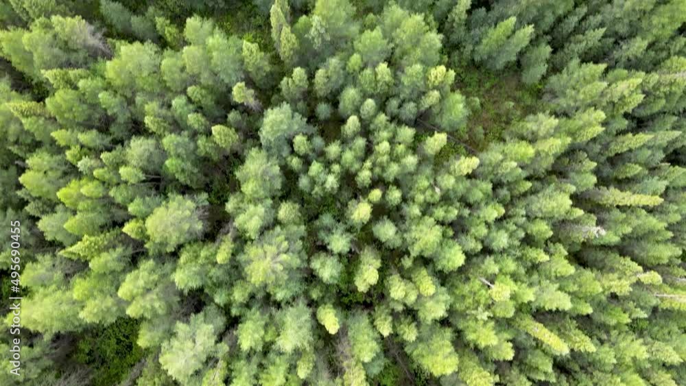 Drone looking straight down at an evergreen forest composed of many shades of green. Drone looking straight down at an evergreen forest composed of many shades of green.