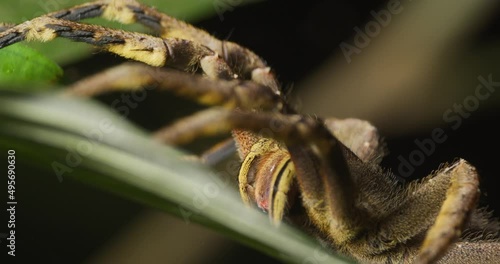 Close up of Brazilian Wandering Spider motionless on leaf, Amazon rainforest. photo