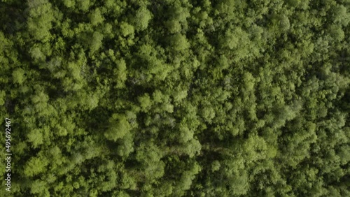 AERIAL - Birch treetops in Vaglaskogur Forest, Iceland, top down forward photo