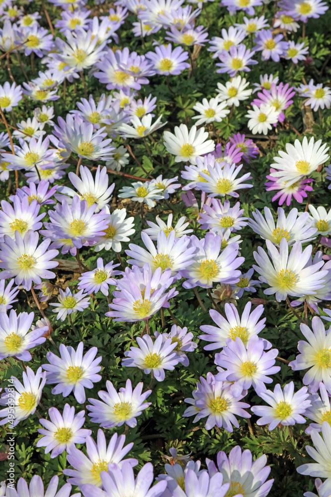 Patch of purple Grecian windflower, Derbyshire England
Patch of purple Grecian windflower, Derbyshire England