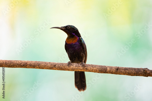 Copper - throated Sunbird photo