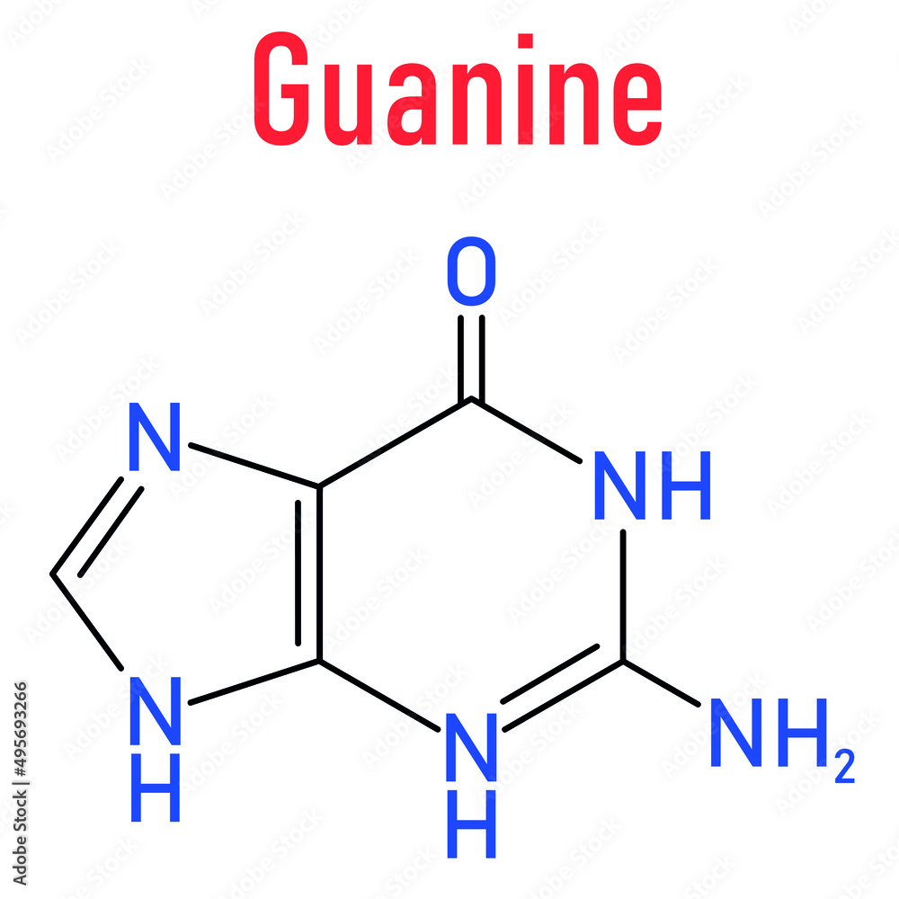 Guanine (G) purine nucleobase molecule. Base present in DNA and RNA. Skeletal formula. Guanine (G) purine nucleobase molecule. Base present in DNA and RNA. Skeletal formula.
