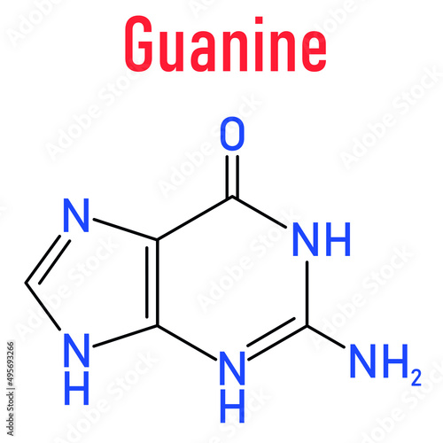Guanine (G) purine nucleobase molecule. Base present in DNA and RNA. Skeletal formula.