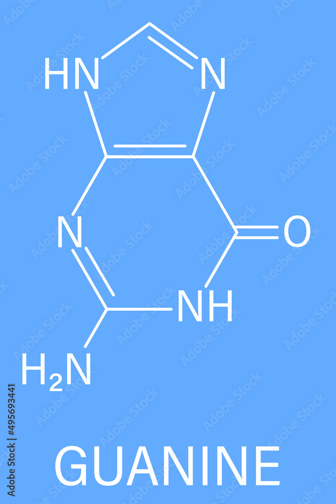 Guanine (G) purine nucleobase molecule. Base present in DNA and RNA. Skeletal formula. Guanine (G) purine nucleobase molecule. Base present in DNA and RNA. Skeletal formula.