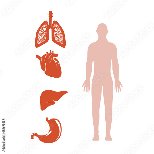 image of the human body and its organs, vector illustration